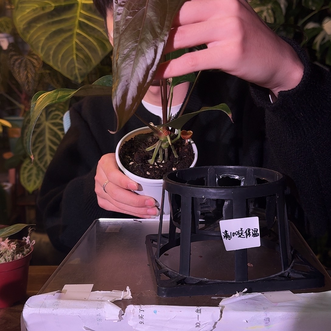 不开花植物C124小羊皮杂希尼亚