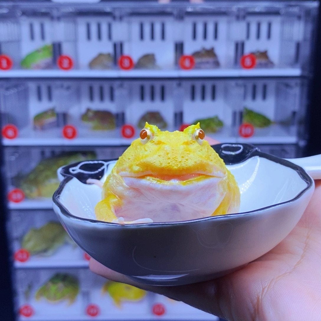 角蛙角蛙3-10cm闪购专享链接微瑕