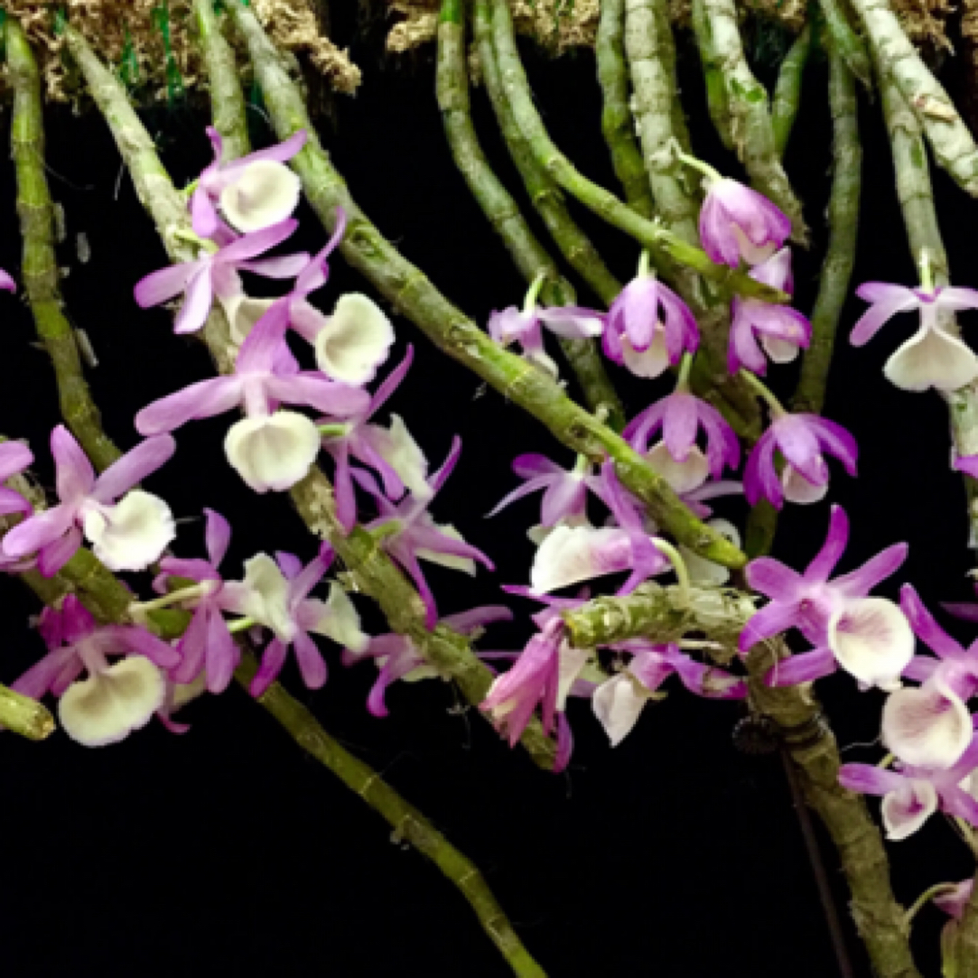 无品牌石斛链接一物一拍【园艺造景】