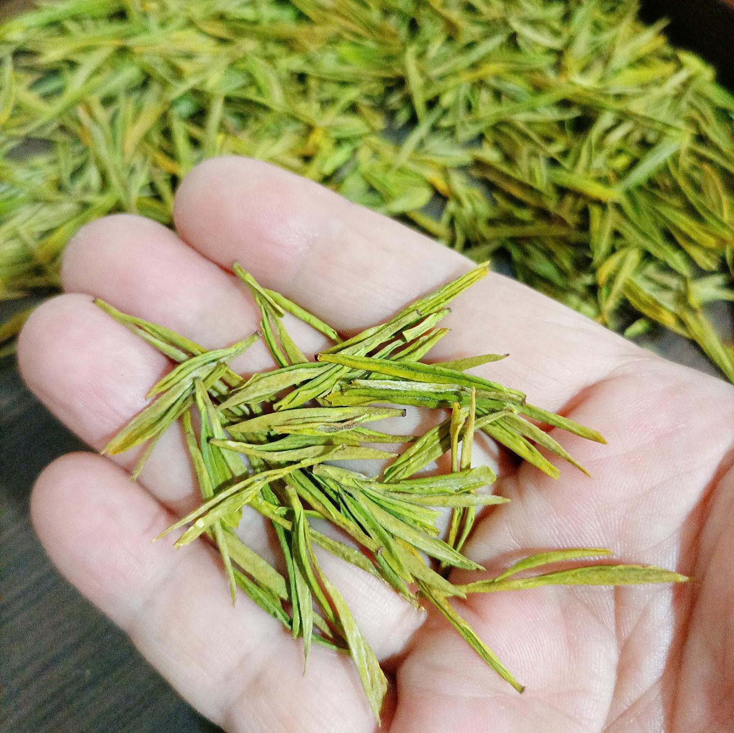 2025年新茶黄金芽头采浓香型250g/500g罐装