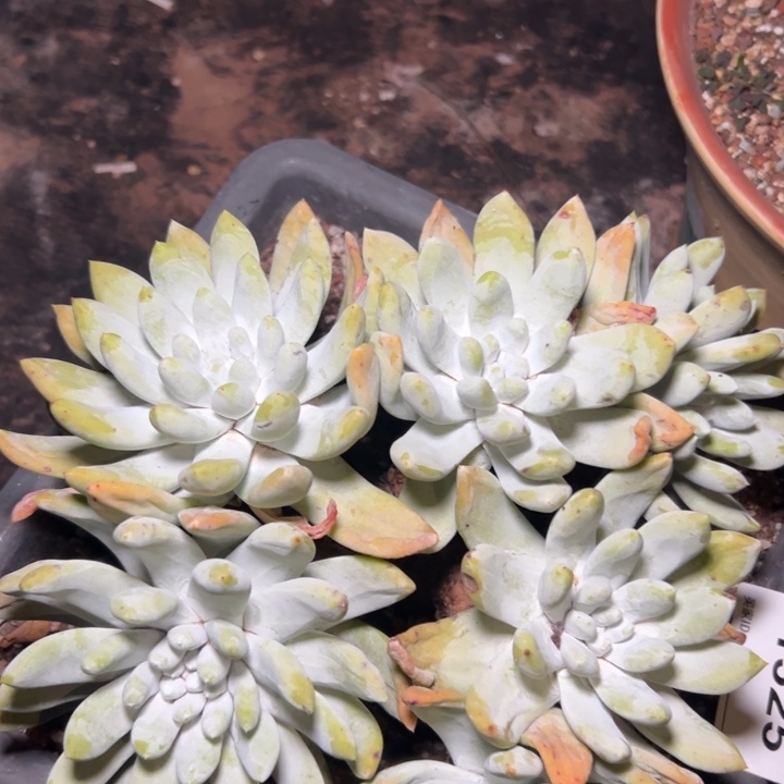 锦宸多肉一物一拍红拇指1325