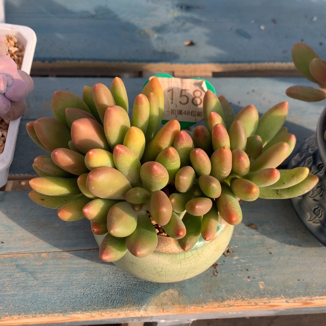 芒果奶无砍平头1158