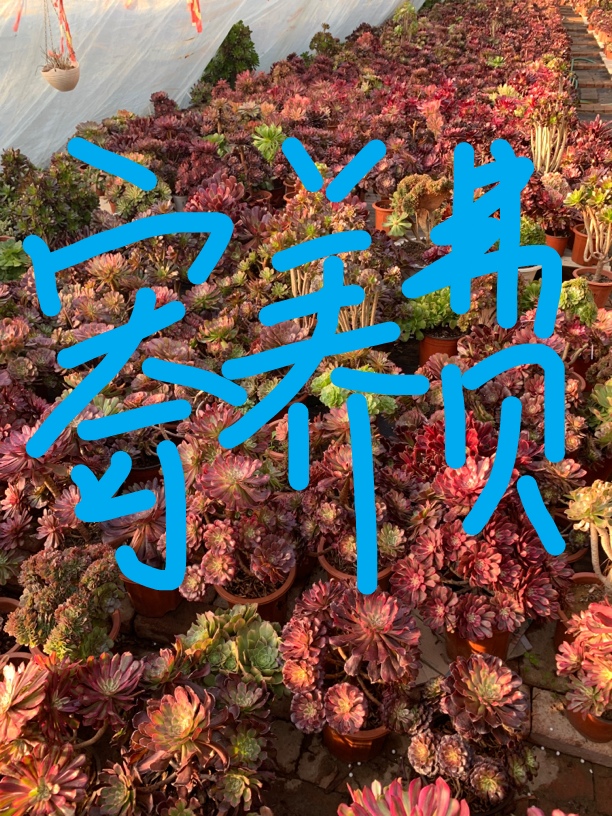 寄养拍的，不要瞎拍，不支持退换