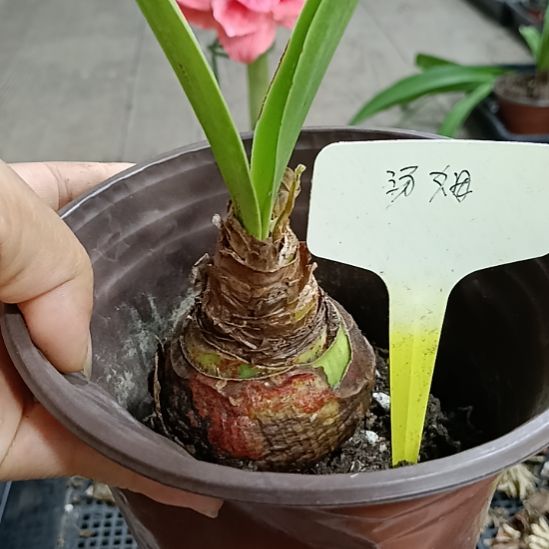 无花朵汤姆5+丑球