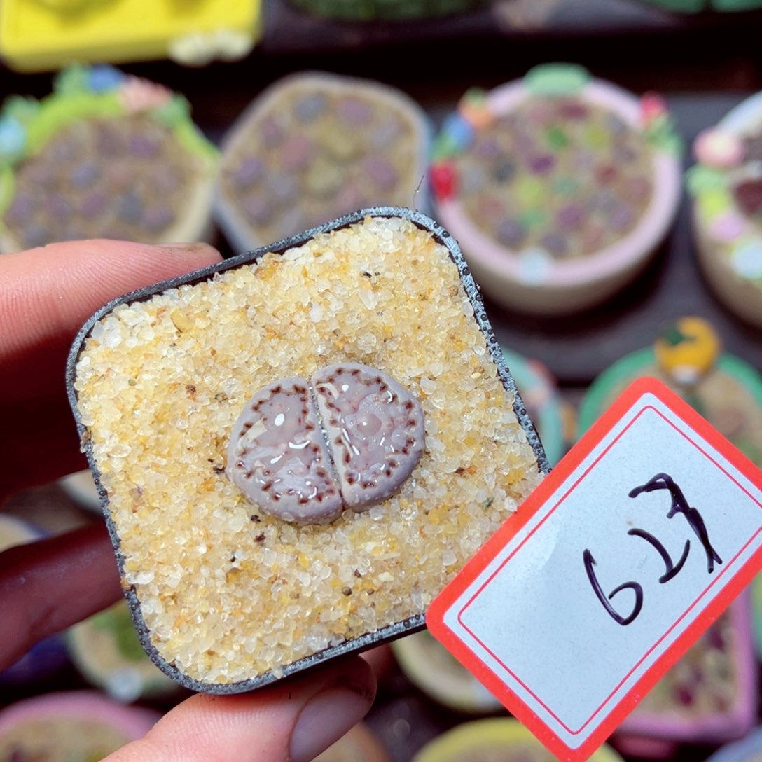 623生石花带盆发1