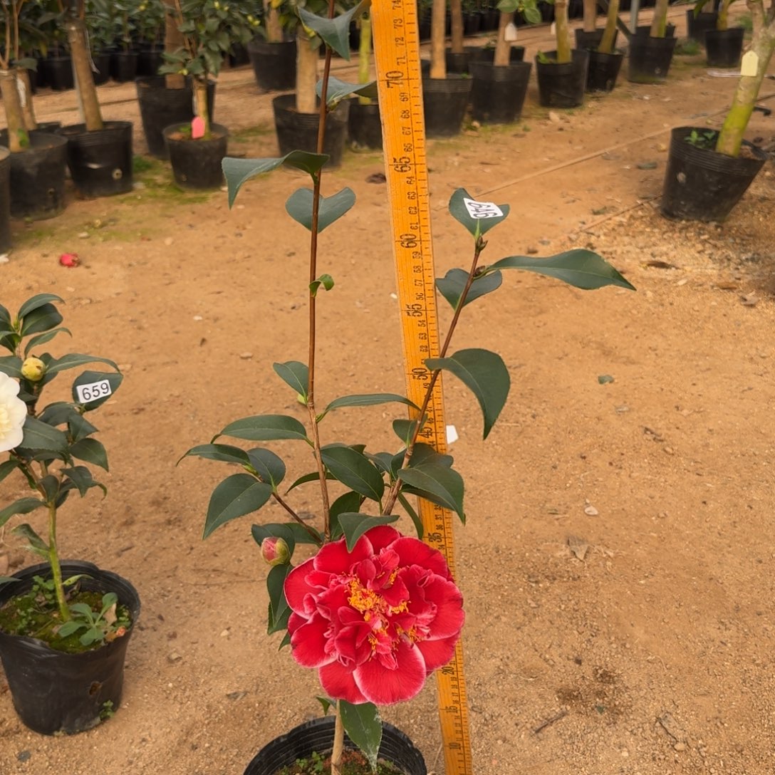 少量花朵（建议范围：2朵-5朵 或40%以下）646圣诞帽