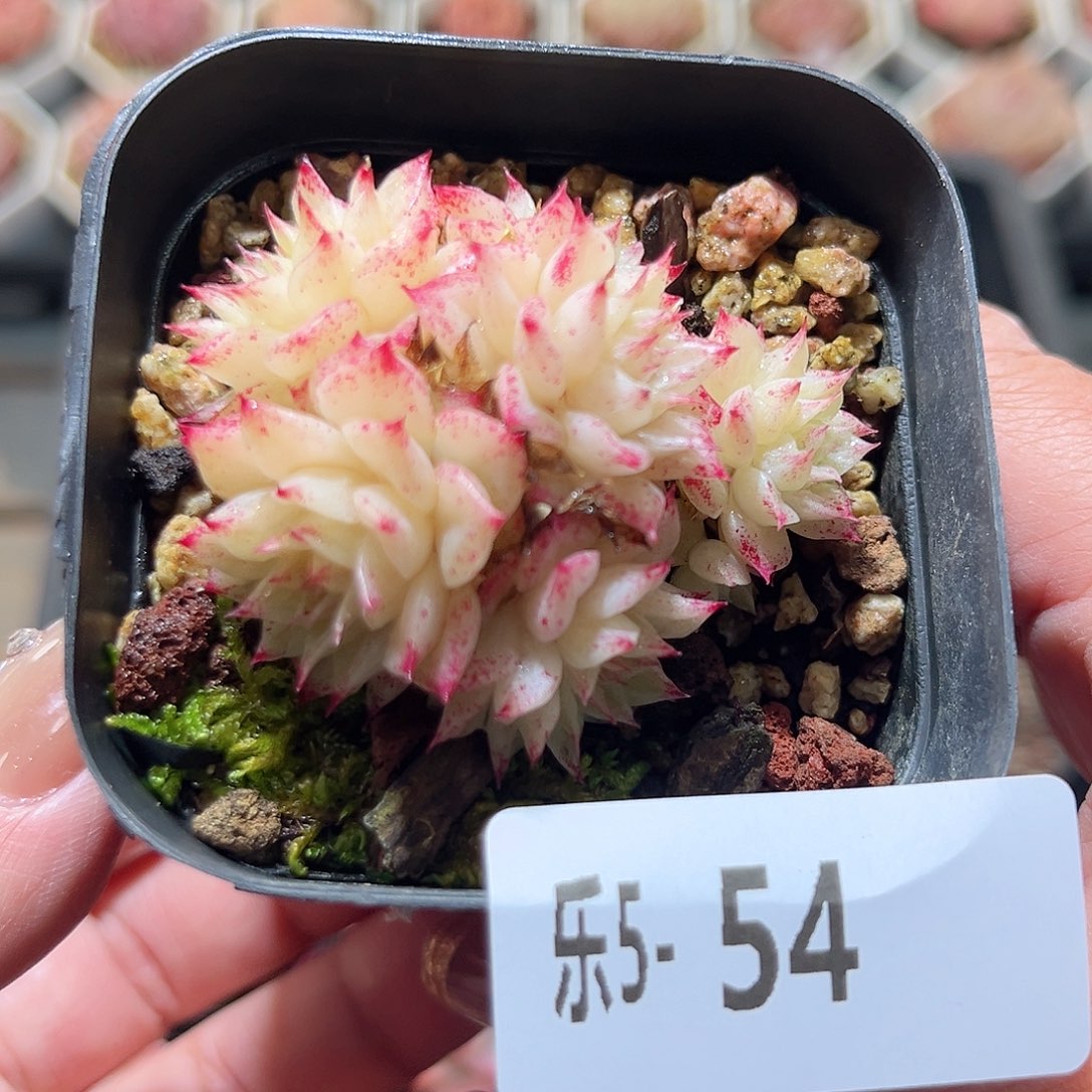 乐5-54 麦秆群不包整