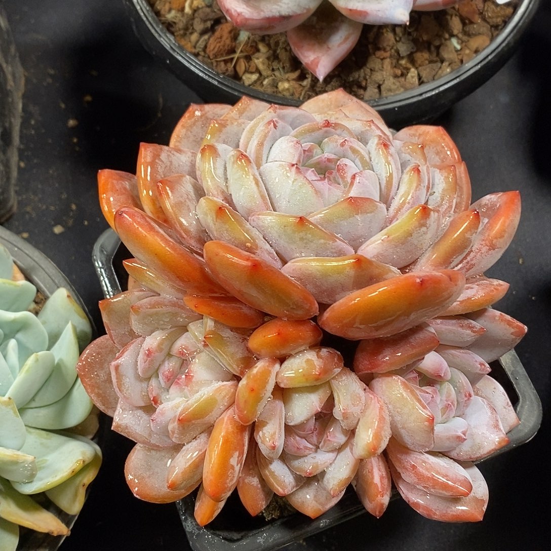 两单包邮石榴籽群