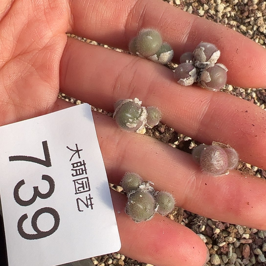 量拍以下1颗。   739