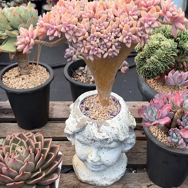 多肉植物，淡雪缀