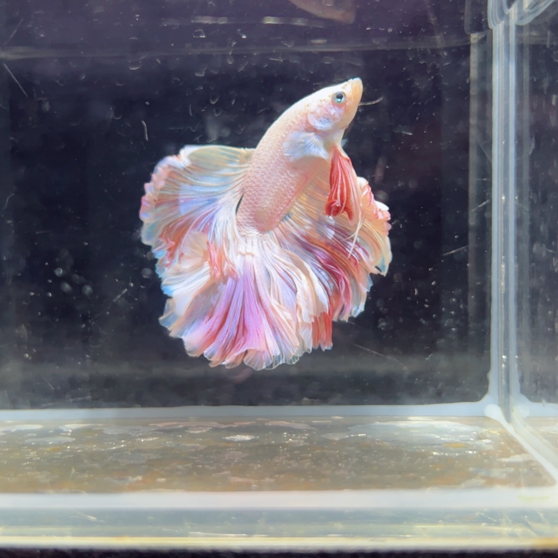 斗鱼浅色特殊尾hhhh