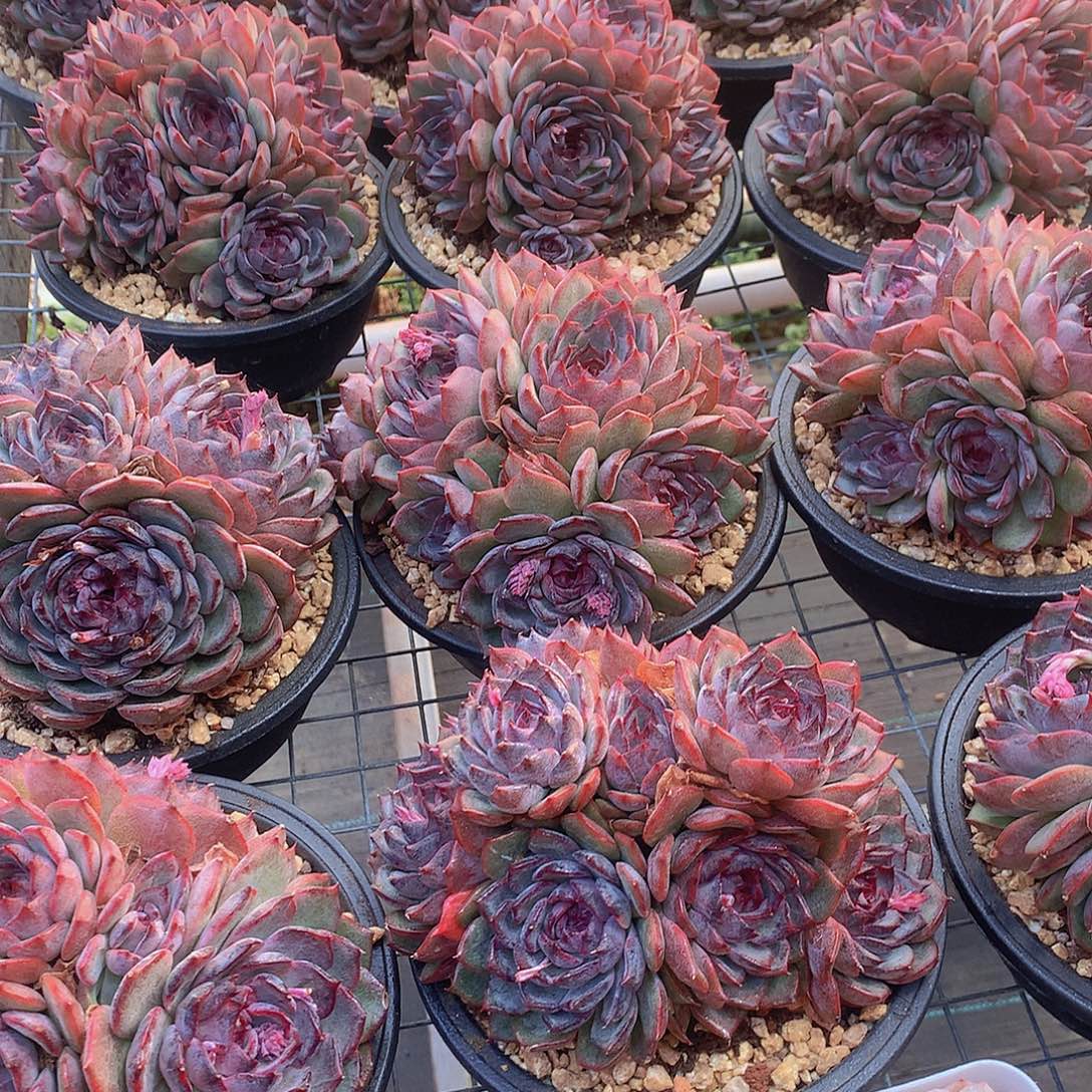 蓝色妖姬34567889900000