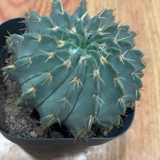 三***毛完全开放多肉植物白狮子