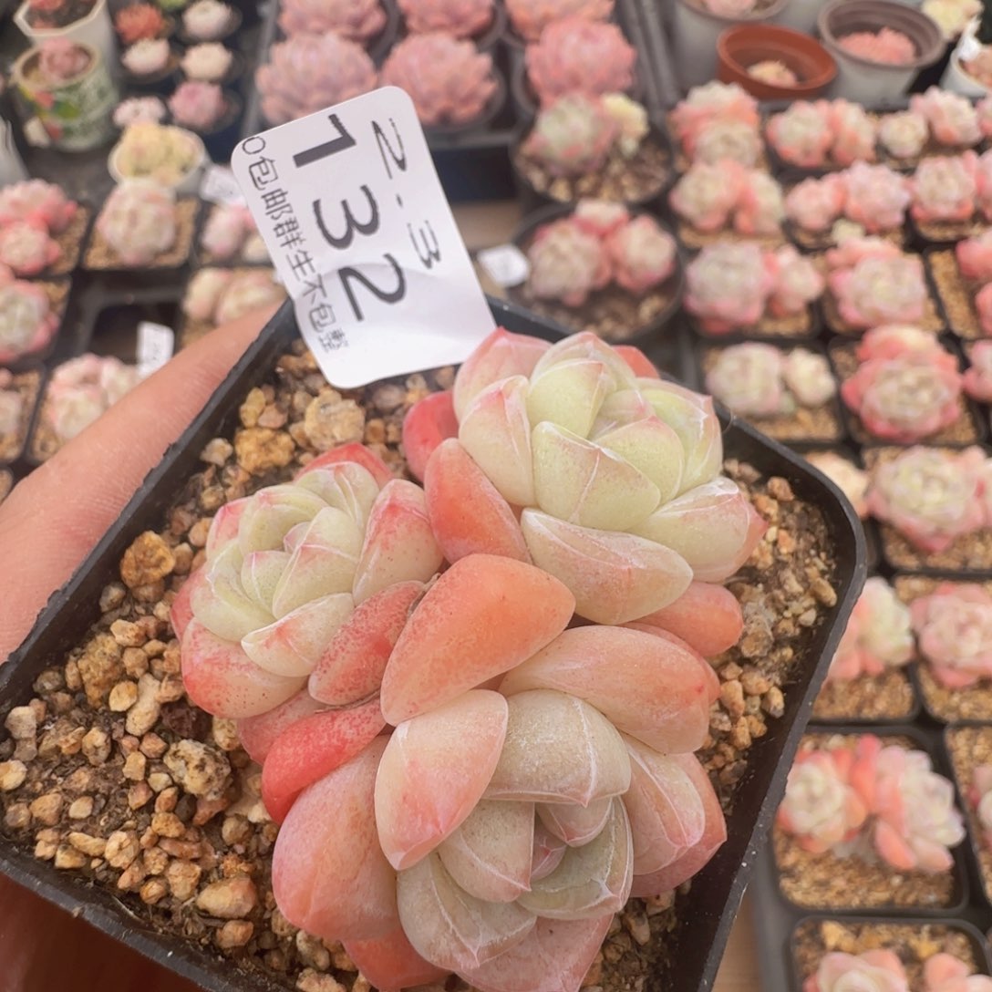 三头冰玉一颗脱土发货