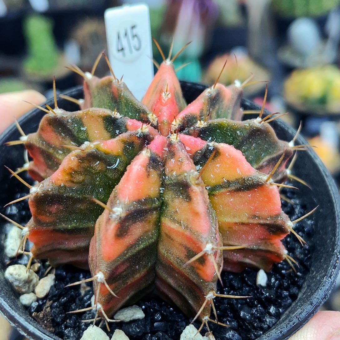 非偏远地区满25包邮仙人球