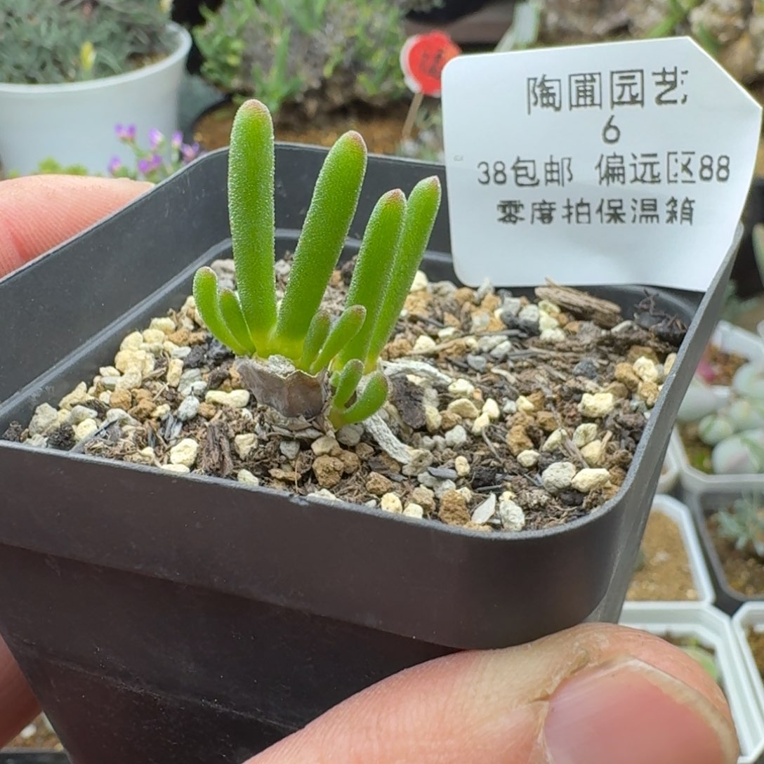 6号碧光环多肉。