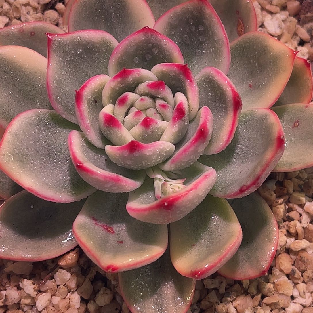 尚品园艺福利锦8049