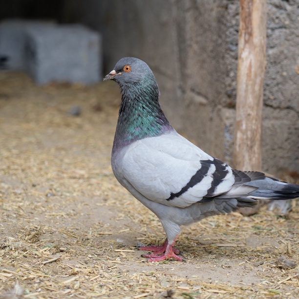 鸽子 广西马山农家放养鸽子 全粮喂养 400g左右/只汤甜宰杀好发货