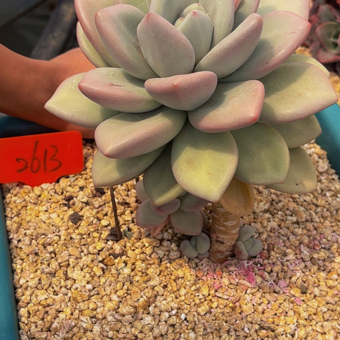 潇**族2613号上午多肉植物群生多肉