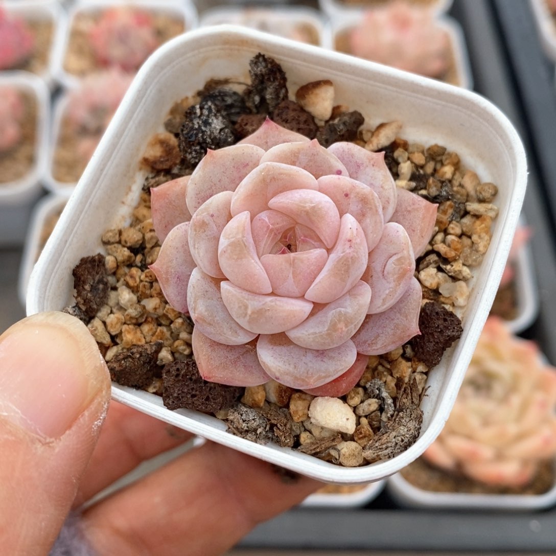 精品多肉一物一拍不包整410