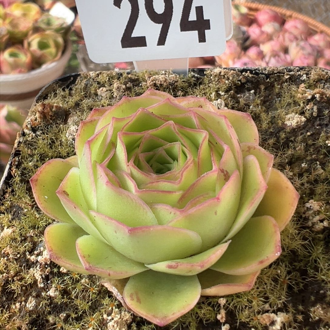 裳妃294山地玫瑰多肉