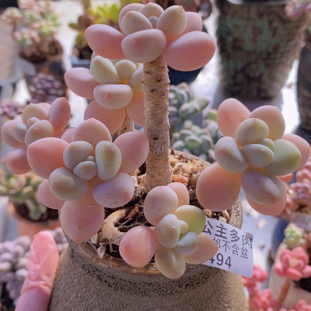 冰川老桩10cm494多肉酱