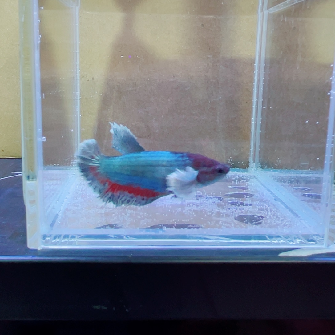 斗鱼跑单小黑屋34