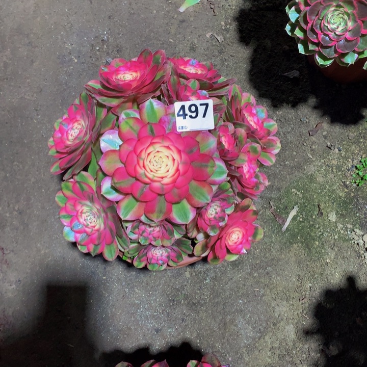 凌***云无花朵荔枝4970000000