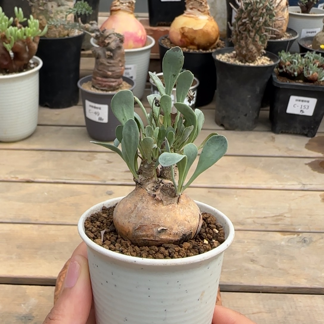 213开普敦不带盆发货