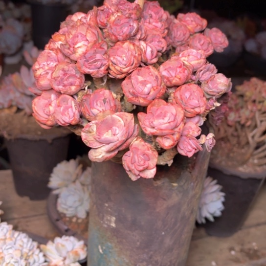 女*缘多肉植物等植物