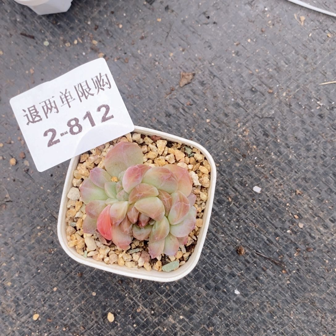 咪***堡2-812的的多肉多肉d r