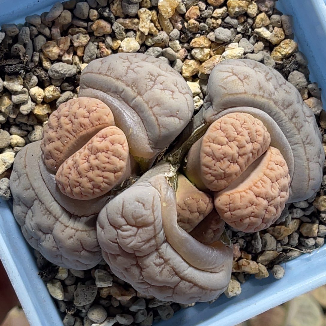 7327群生三头拿铁蜜纹189