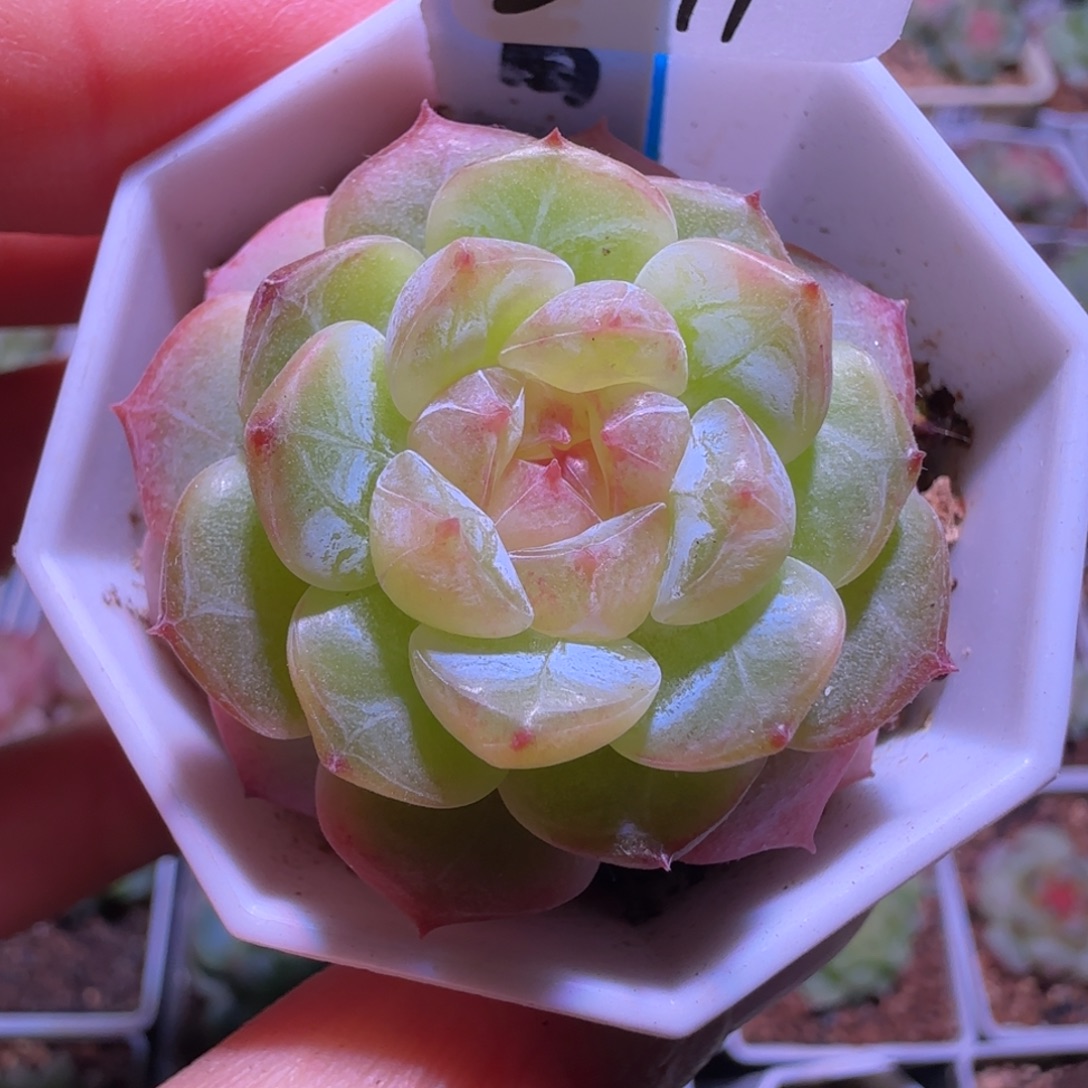 8-11福利甜心青梅单头