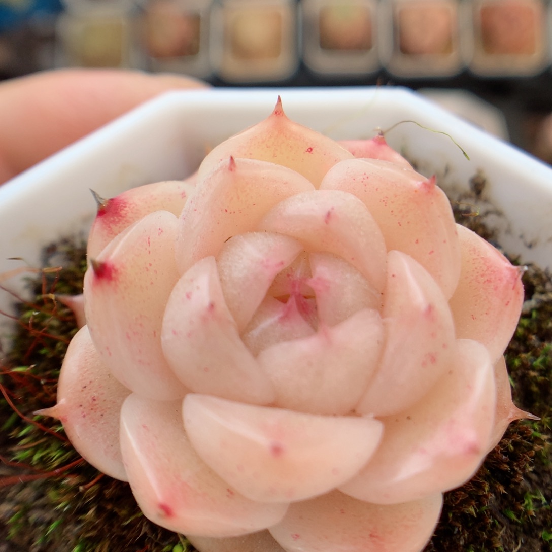 一物一拍精品多肉。麦秆2