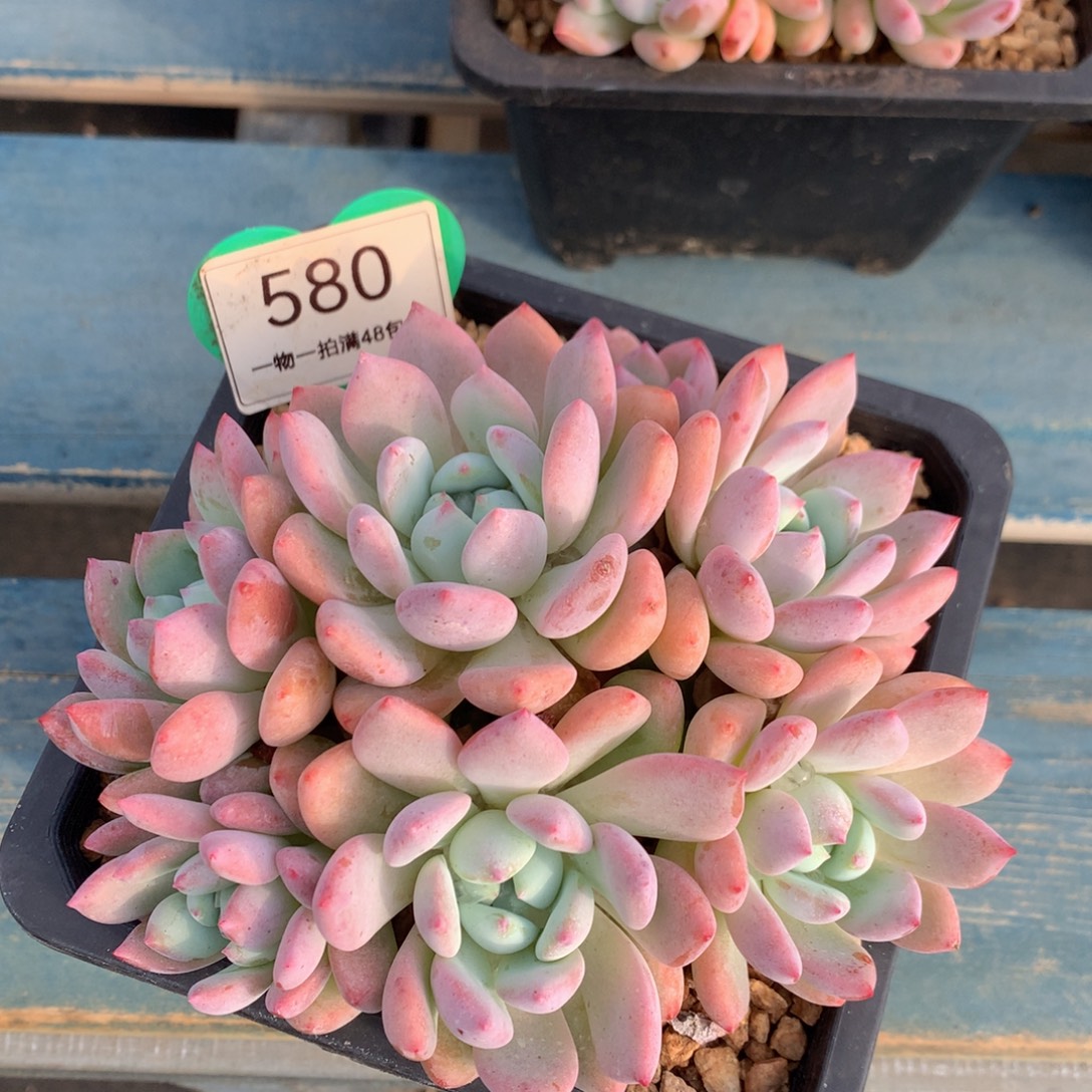 望舒无砍开播福利580
