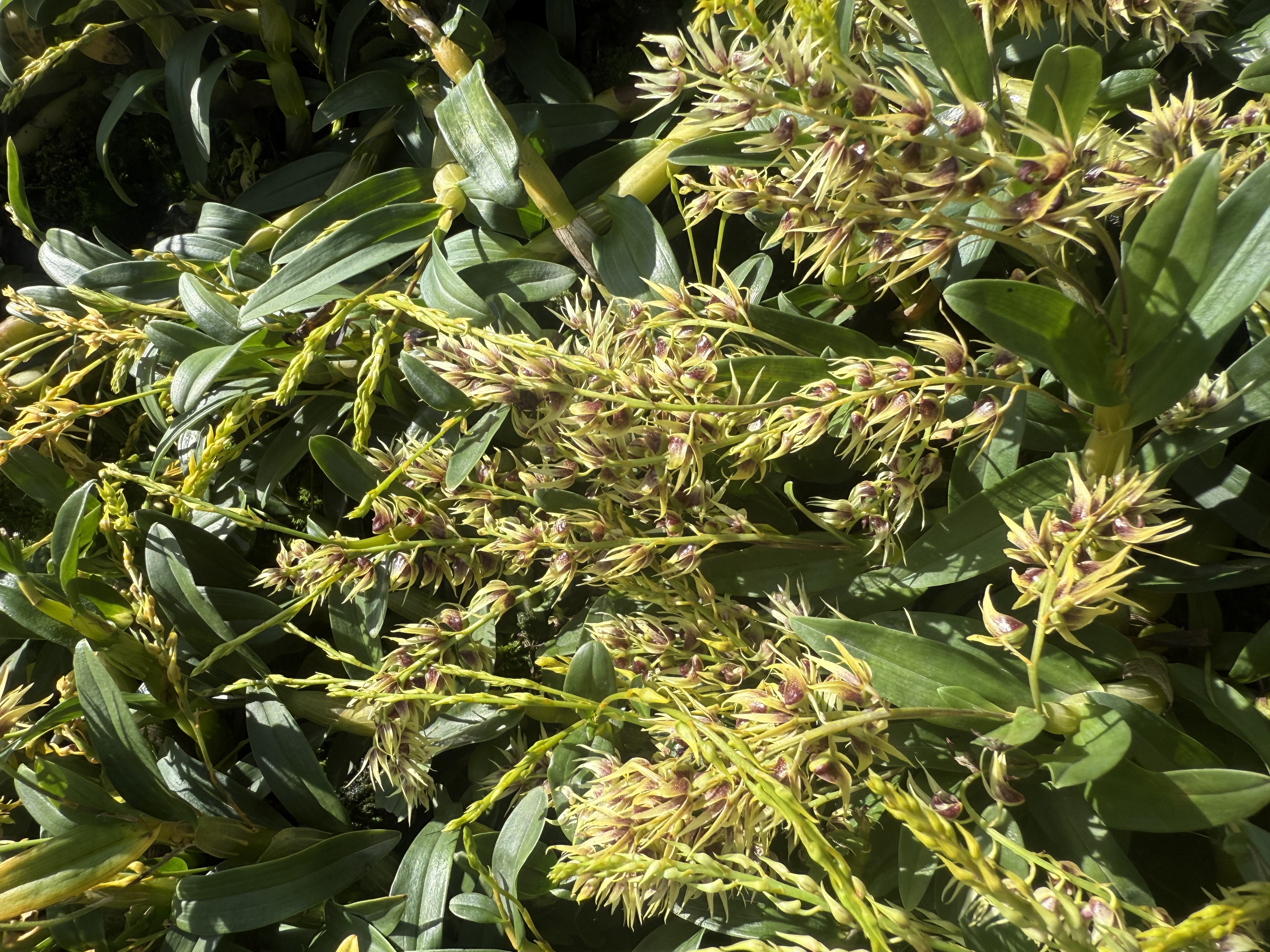 云南珍虫石斛种植盆景绿植