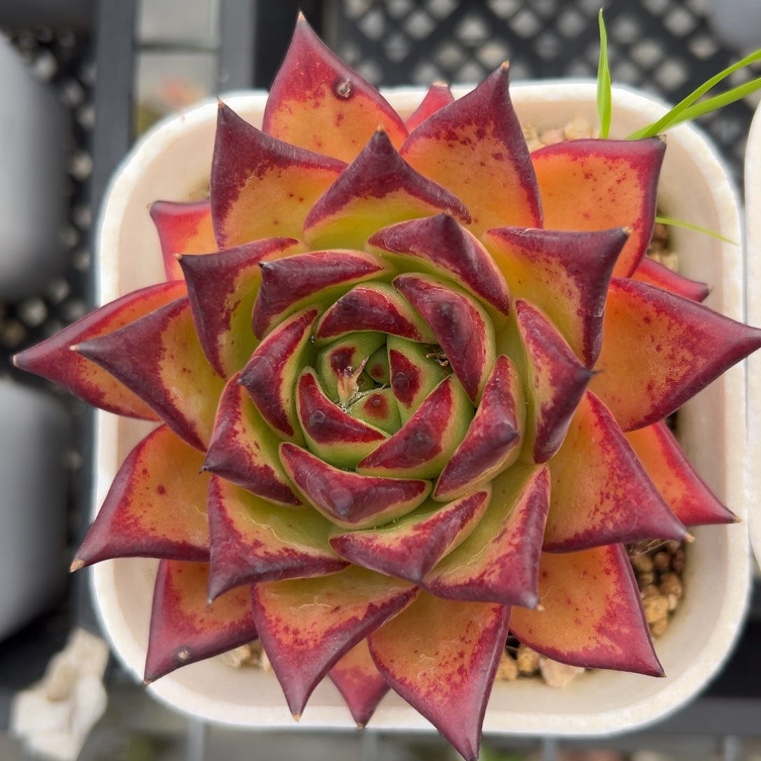 口红精控多肉一物一拍