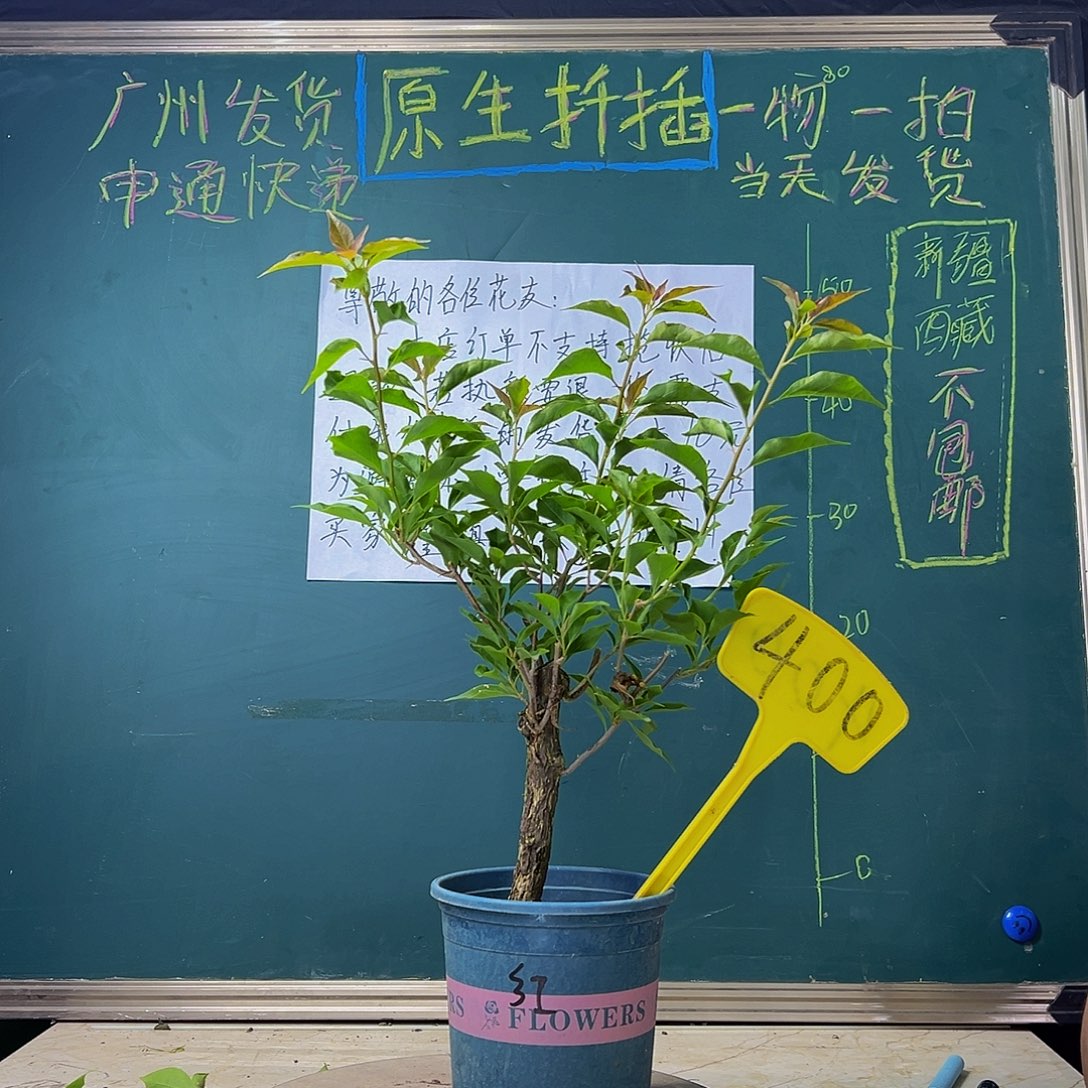 当前无花栽培后可以开花  热火桑巴  粗杆杆400
