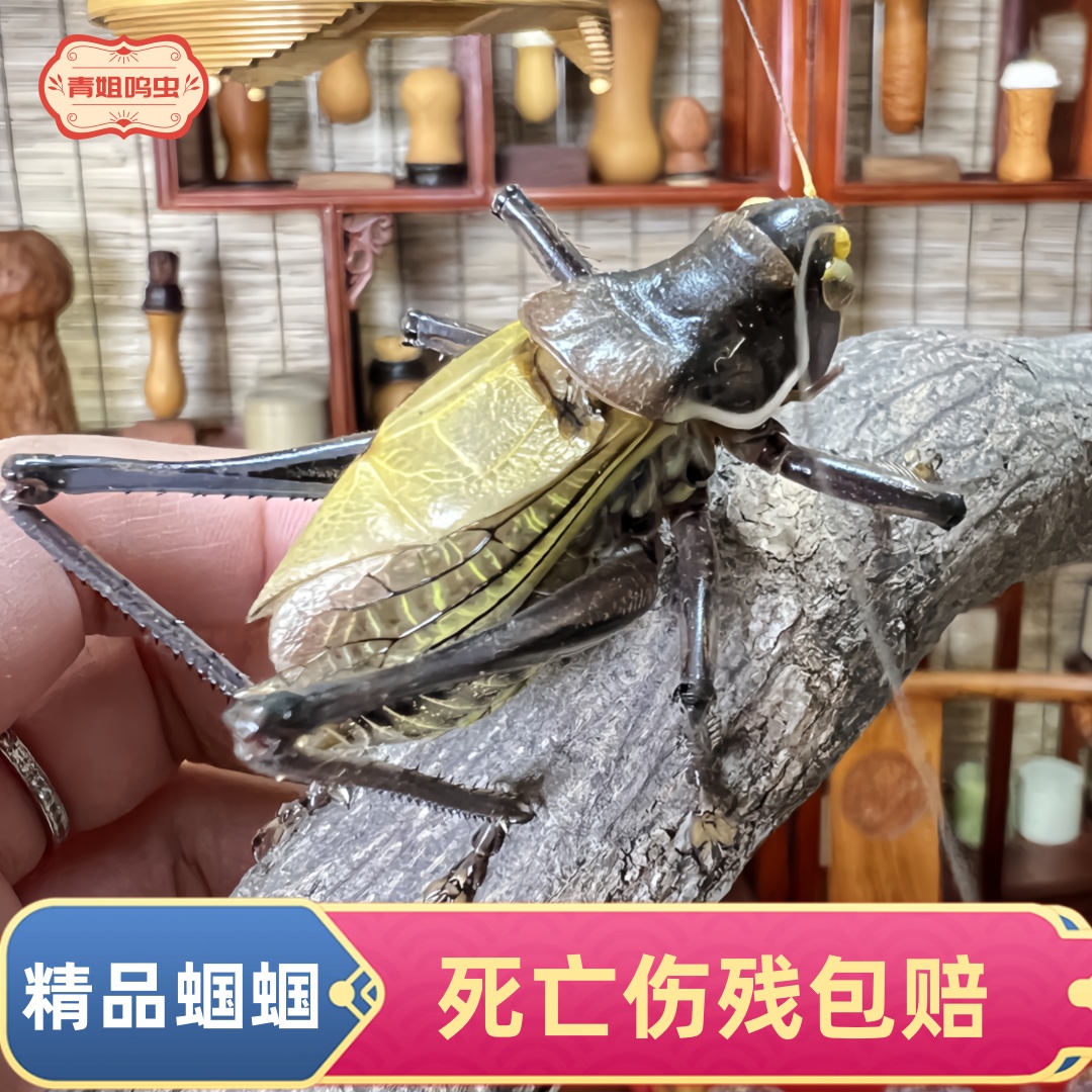 精品蝈蝈鸣虫铁皮蝈蝈