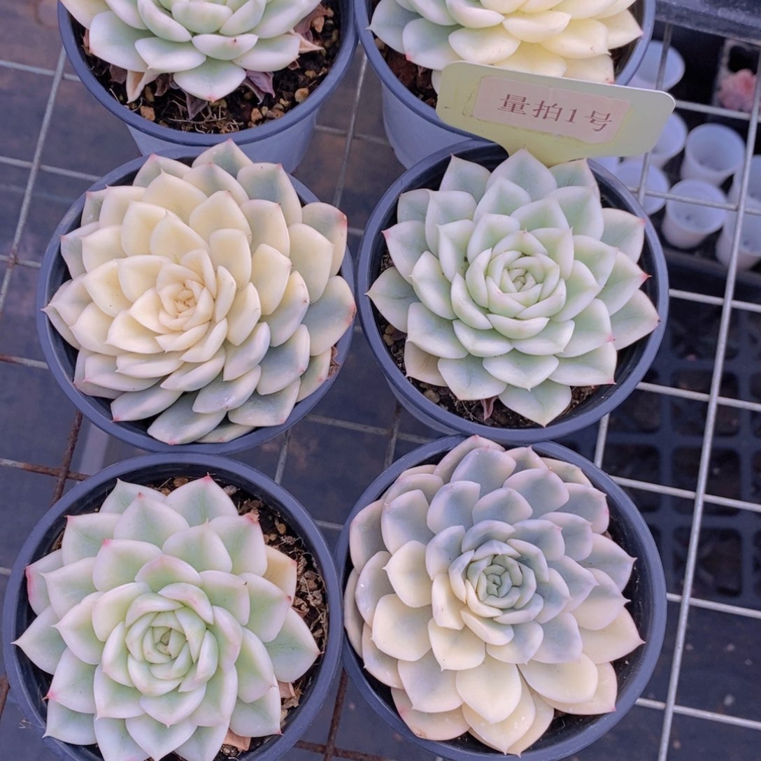 量拍1号 精品母本月亮仙子锦单头两个