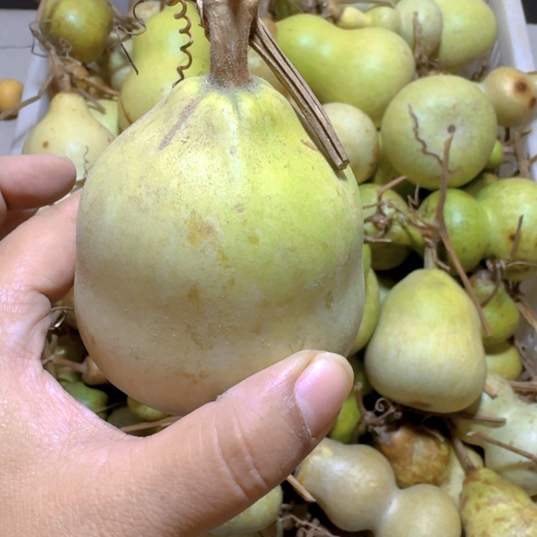 旋***姐青皮葫芦不保成不退不换