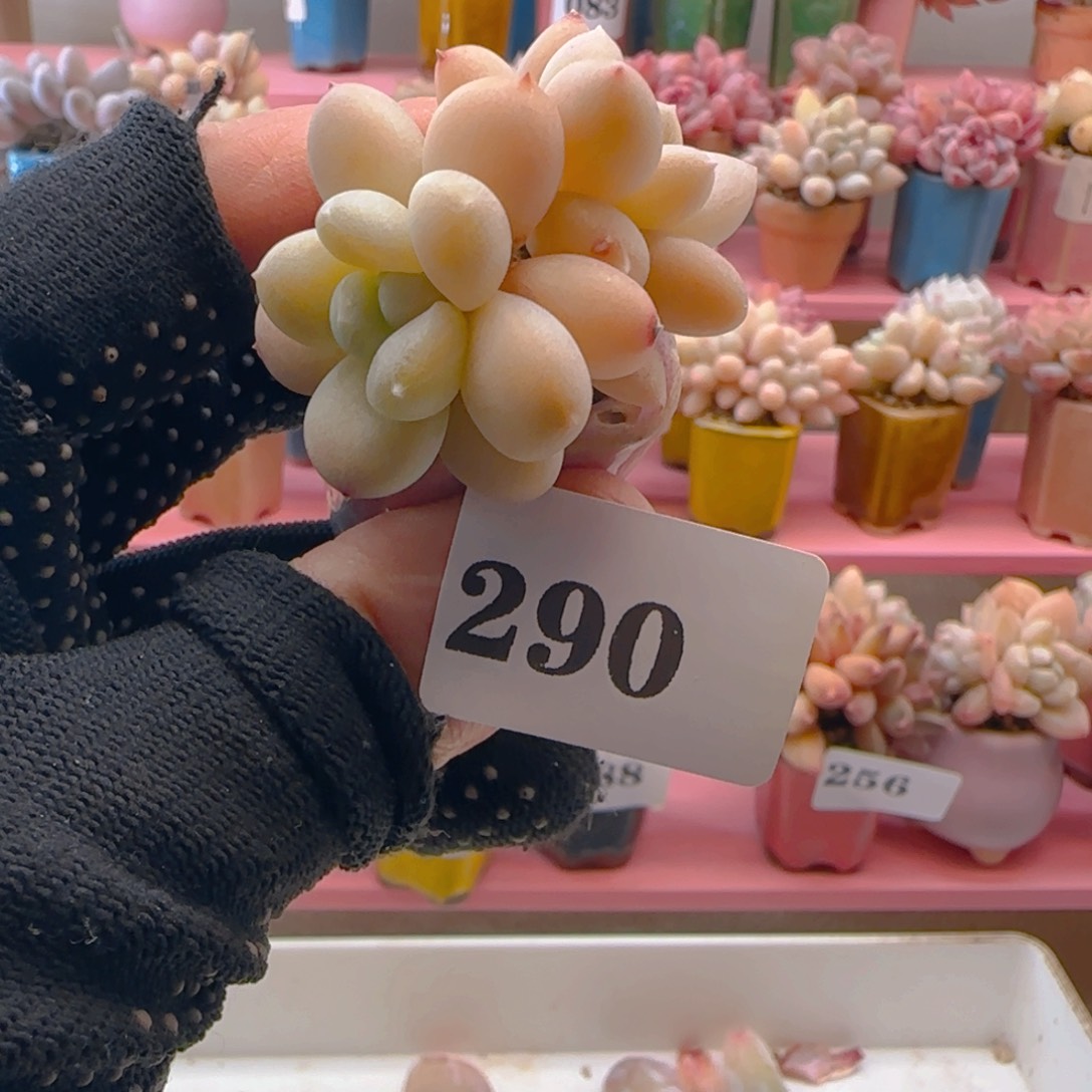 阮琴290 ，满38包邮非偏远。包邮非偏远。