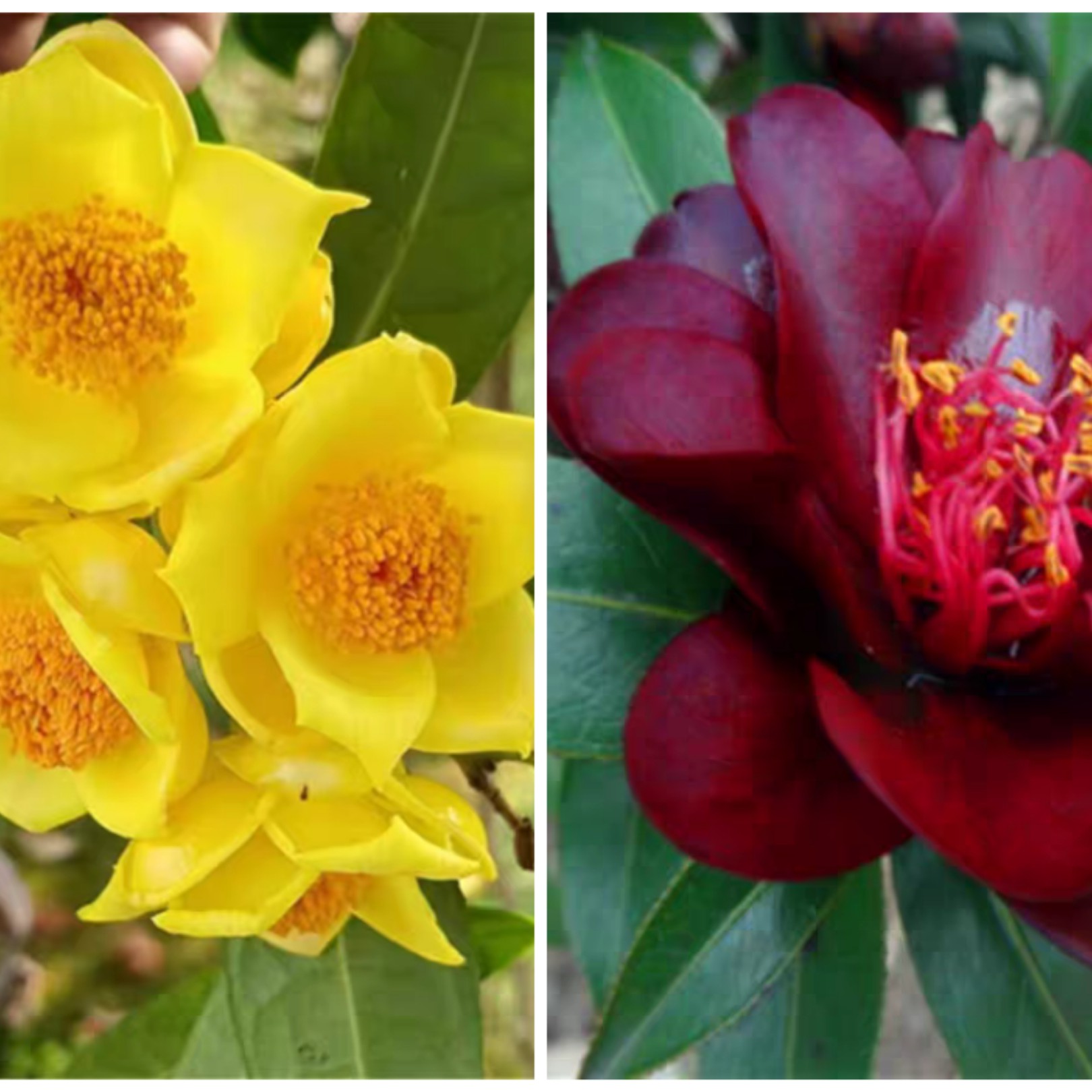 稀有品种《金花茶十黑骑士》小苗室内花卉四季常青