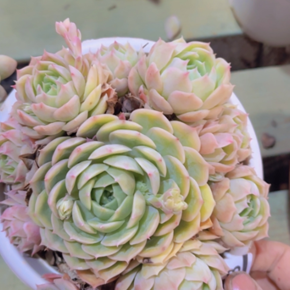 【闪购商品】昂斯诺20338