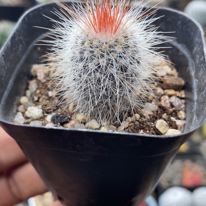 猩猩丸一颗包邮发货