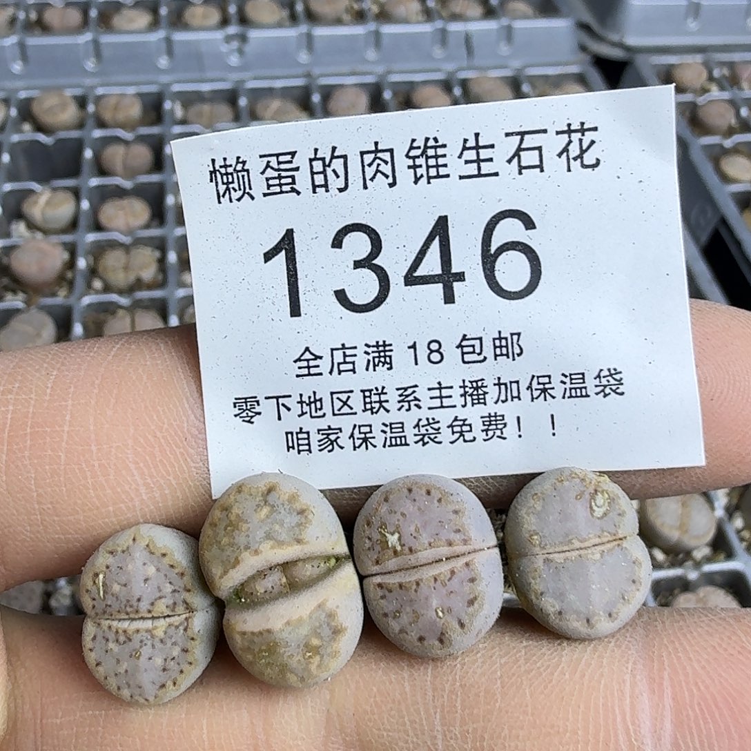 1346 哈哈哈哈哈哈哈哈哈