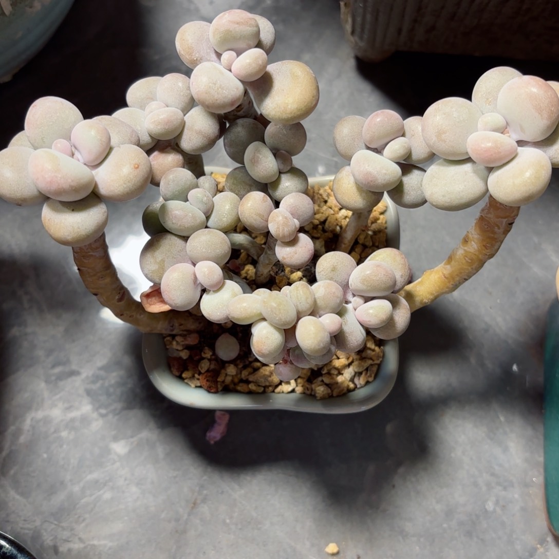 用****0桃蛋带盆83。