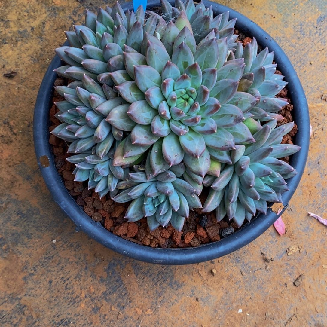 新***装美人个体654。           