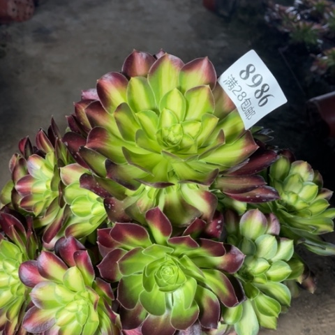 韶华多肉多肉8986