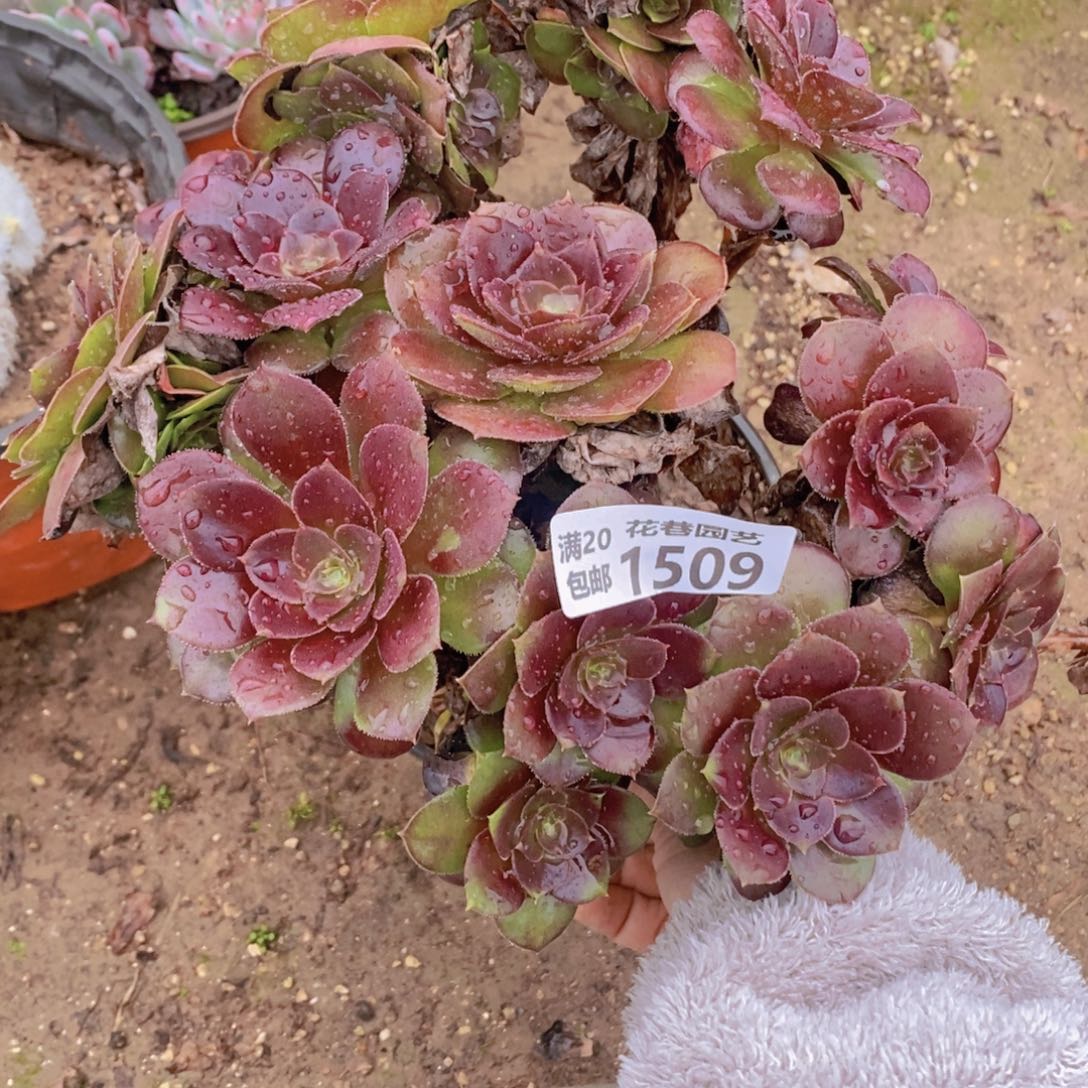1509 号一物一拍多肉植物